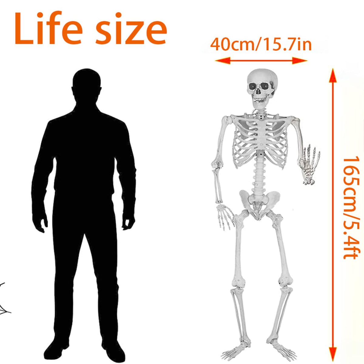 Life Size Posable Skeleton Halloween Decoration O2282