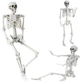 Life Size Posable Skeleton Halloween Decoration O2282