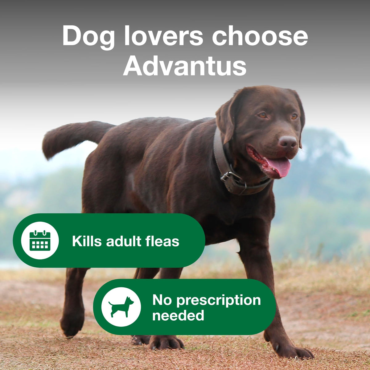 Soft Chew Flea Treatment for Dogs 23-110 lbs. 7 ct T325