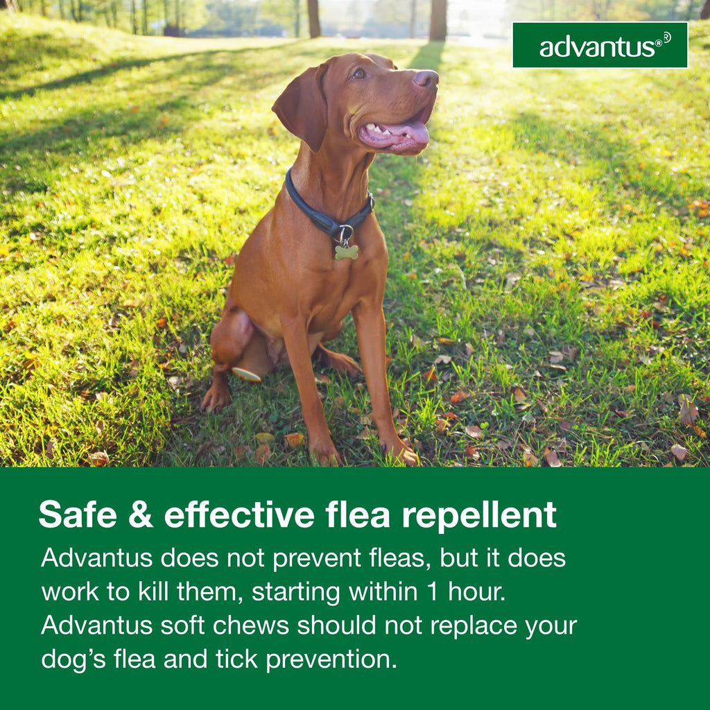 Soft Chew Flea Treatment for Dogs 23-110 lbs. 7 ct T325