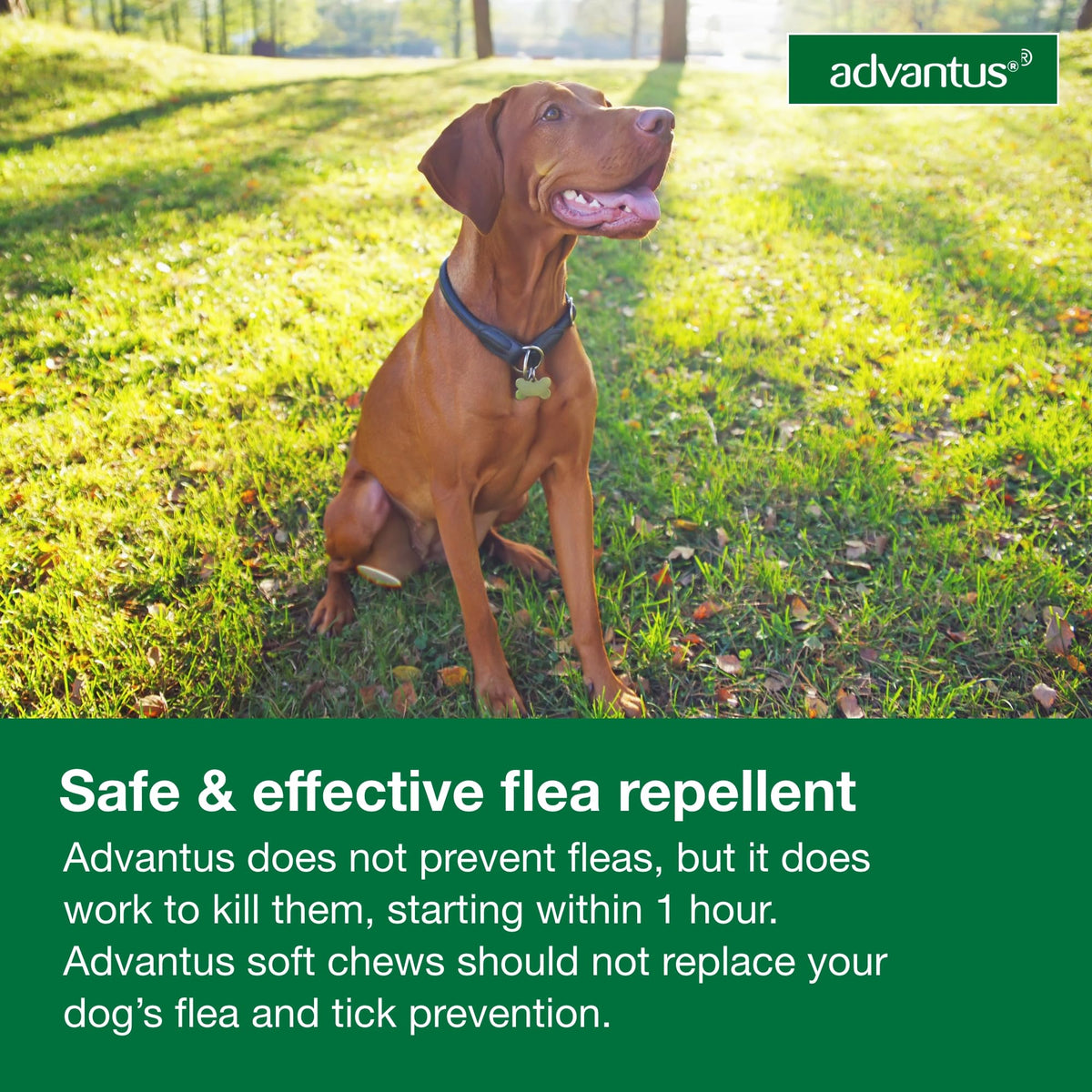 Soft Chew Flea Treatment for Dogs 23-110 lbs. 7 ct T325