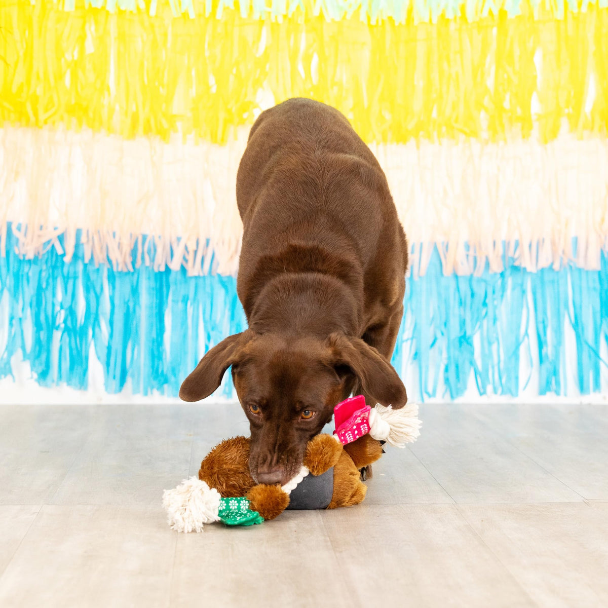 Plush Dog Toy R243