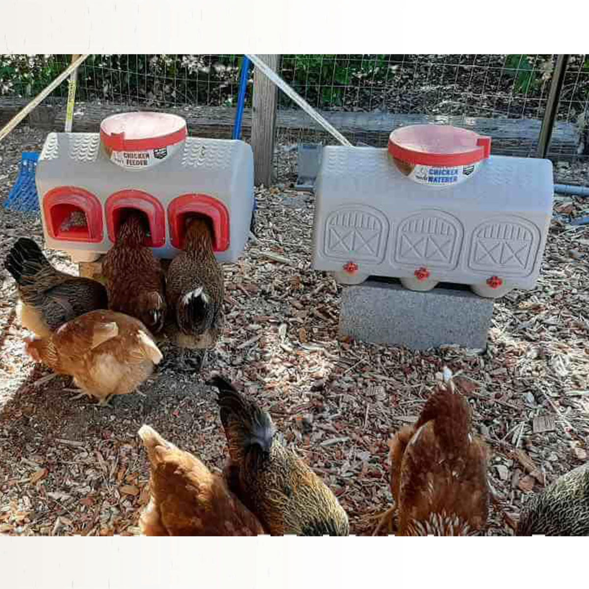 Automatic Chicken Waterer 12 Gallon C42840